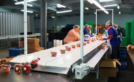 Gala Berry Tranzbelt Conveyor